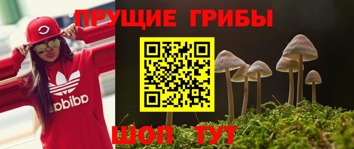 Галлюциногенные грибы Psilocybe Вышний Волочёк